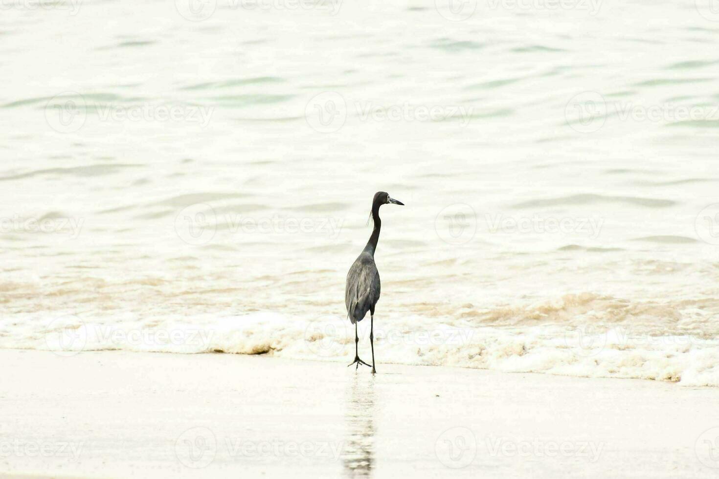 a bird walking along the beach in the ocean photo
