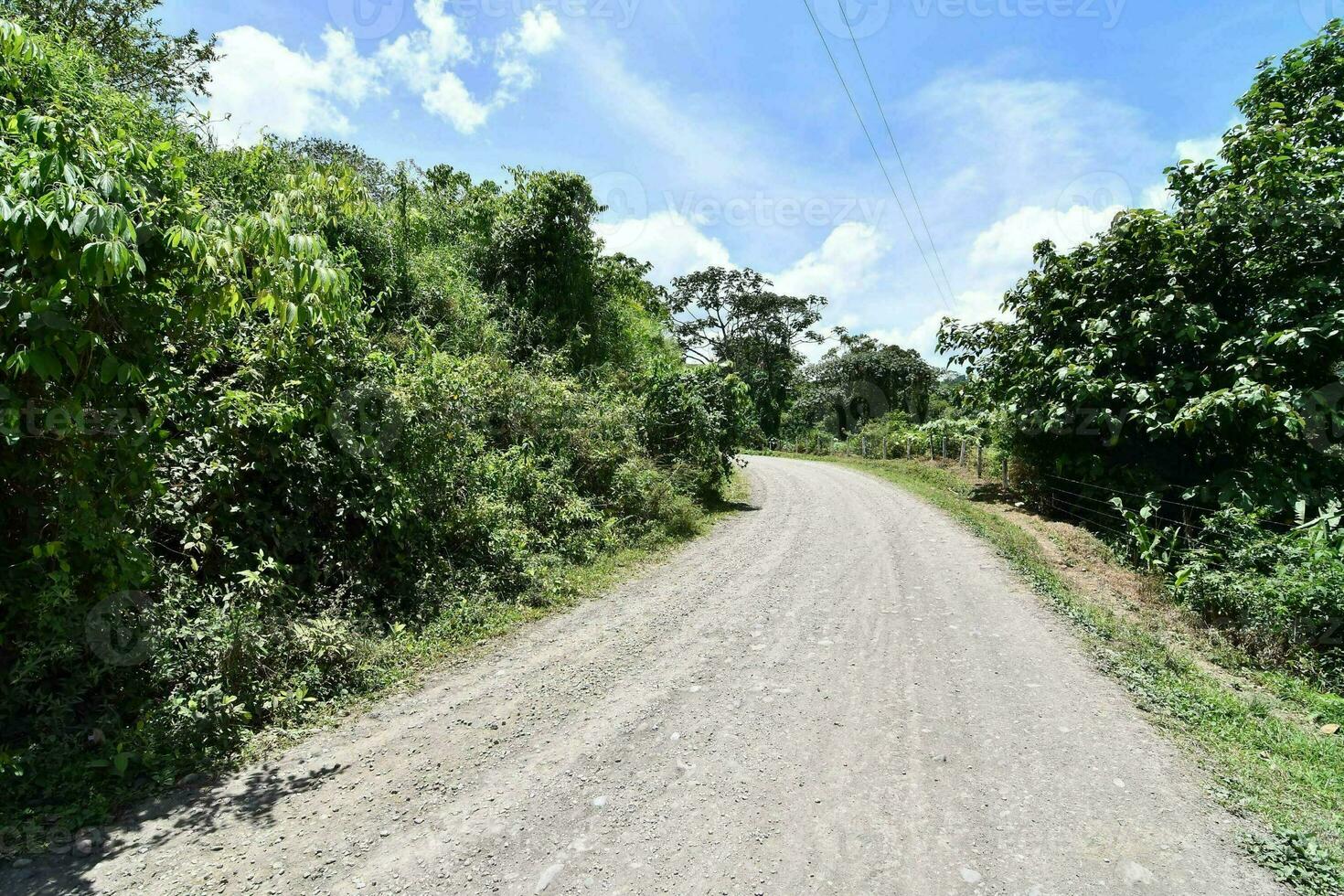 a dirt road in the middle of a jungle photo