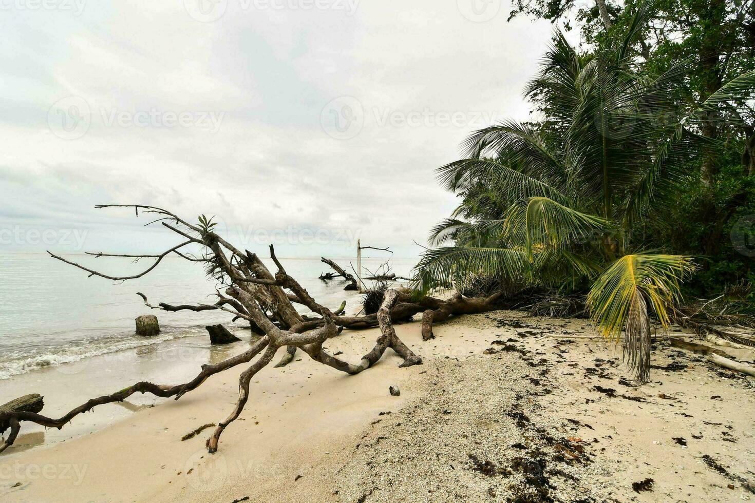 a beach with palm trees and a blue sky photo