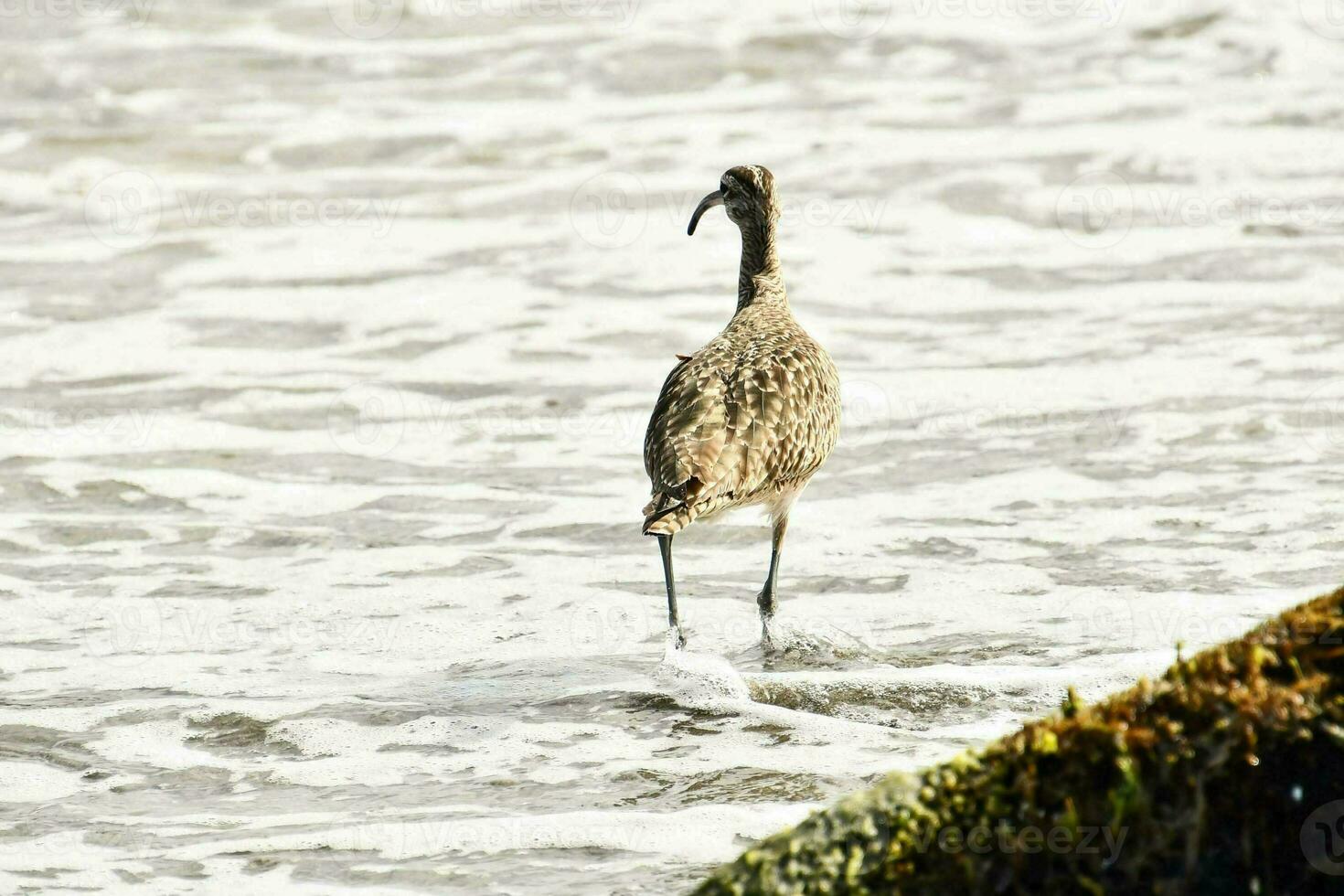 a bird walking along the beach in the ocean photo