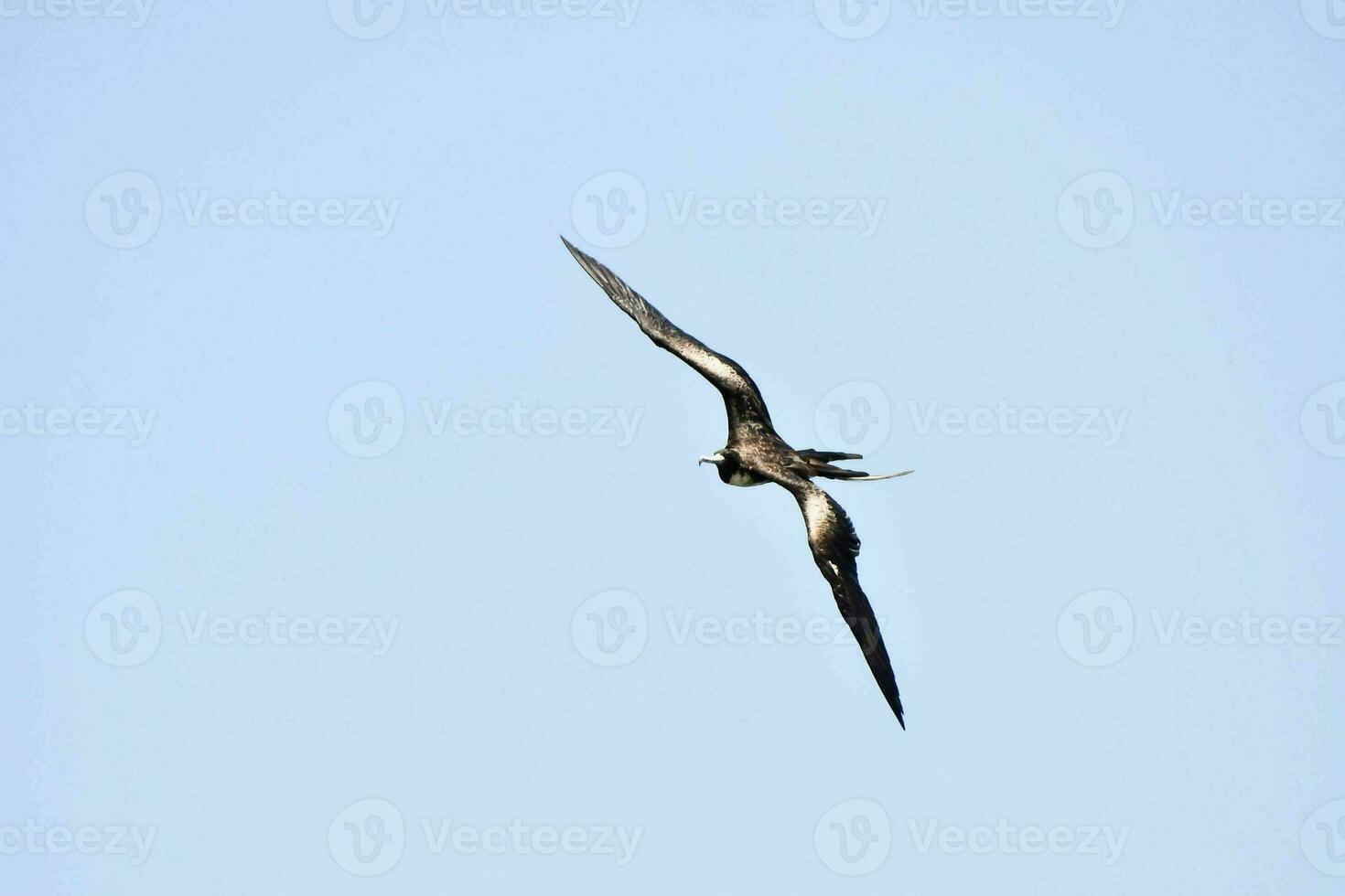 a black and white bird flying in the blue sky photo