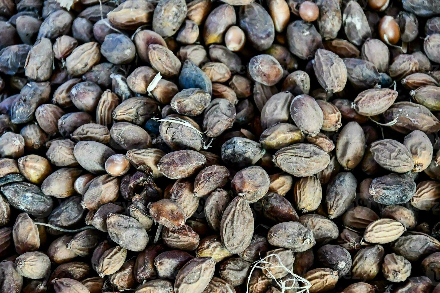 a pile of nuts and seeds on a table photo