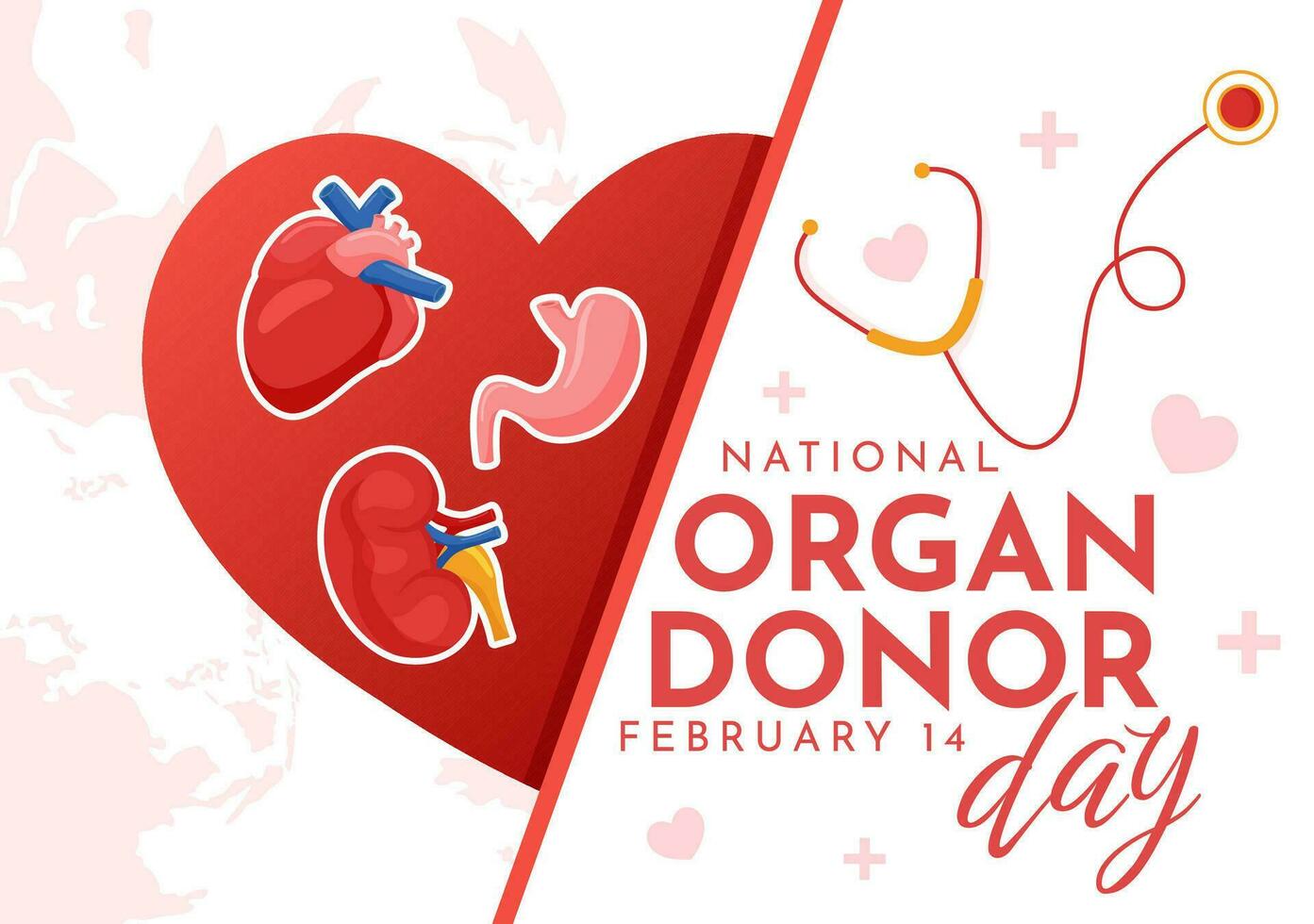 nacional Organo donante día vector ilustración en 14 febrero con riñones, corazón, livianos o hígado para trasplante y cuidado de la salud en plano antecedentes