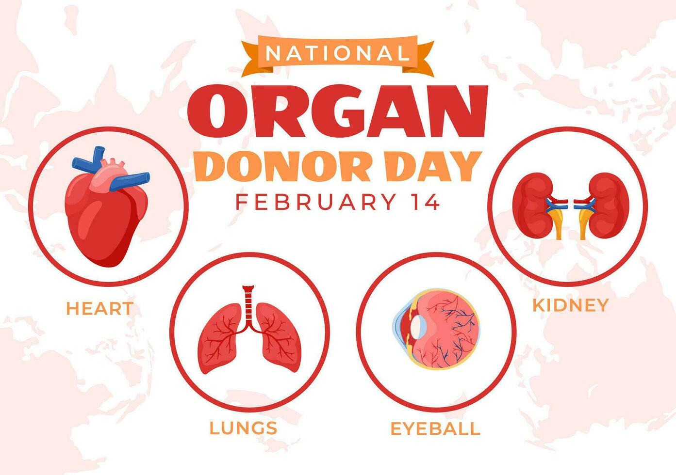 nacional Organo donante día vector ilustración en 14 febrero con riñones, corazón, livianos o hígado para trasplante y cuidado de la salud en plano antecedentes