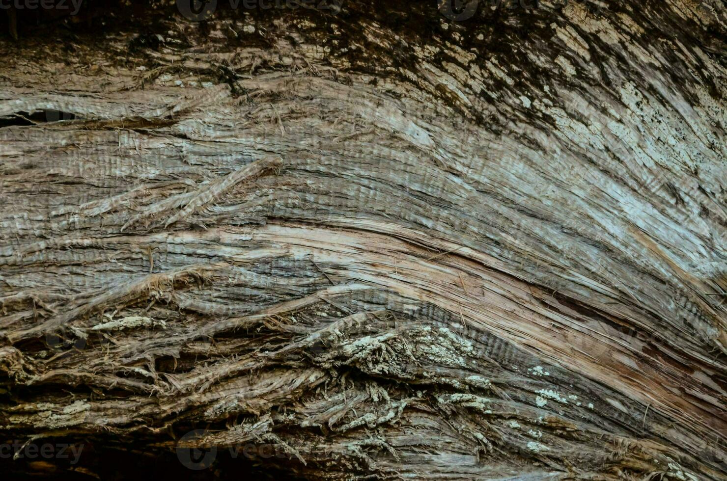 a close up of a tree trunk with some wood photo