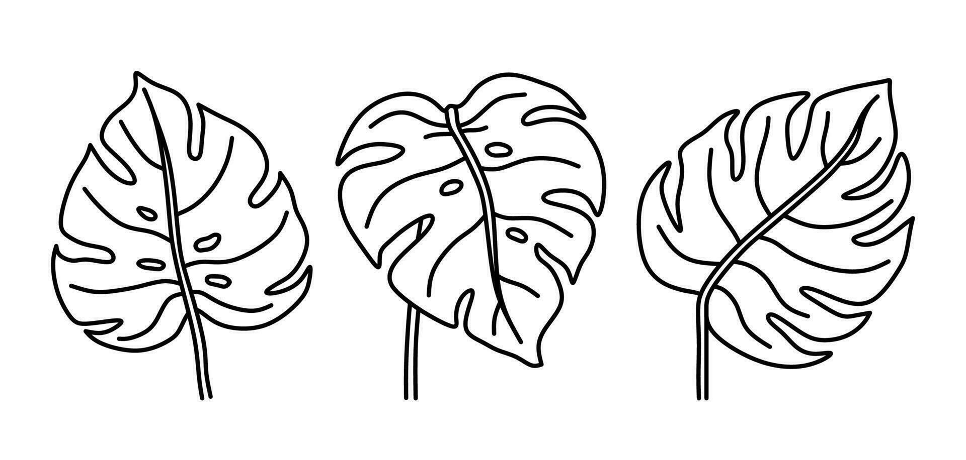 Set of monstera leaves isolated on a white background. Vector hand-drawn illustration in doodle style. Perfect for logo, cards, decorations, various designs. Botanical clipart.