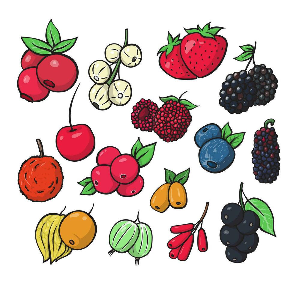 berries fruit fresh healthy nutrition handdrawn doodle illustration nature vector