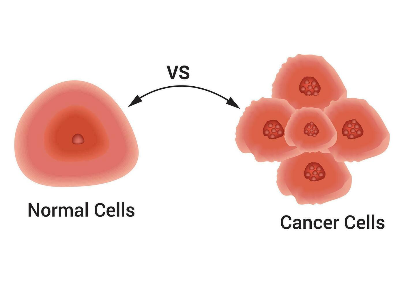 normal células y cáncer células diseño Ciencias vector ilustración