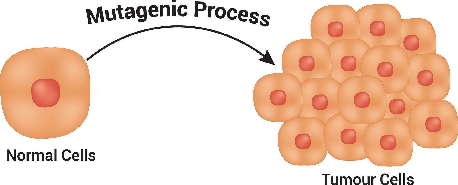 Normal Cells and Tumour Cells Design Science Vector Illustration