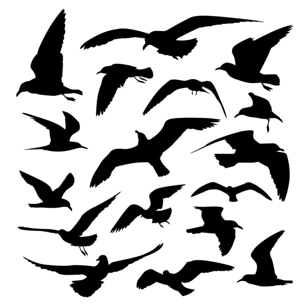 various flying seagull silhouette collection vector