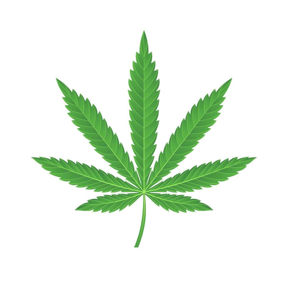 green marijuana leaf vector illustration