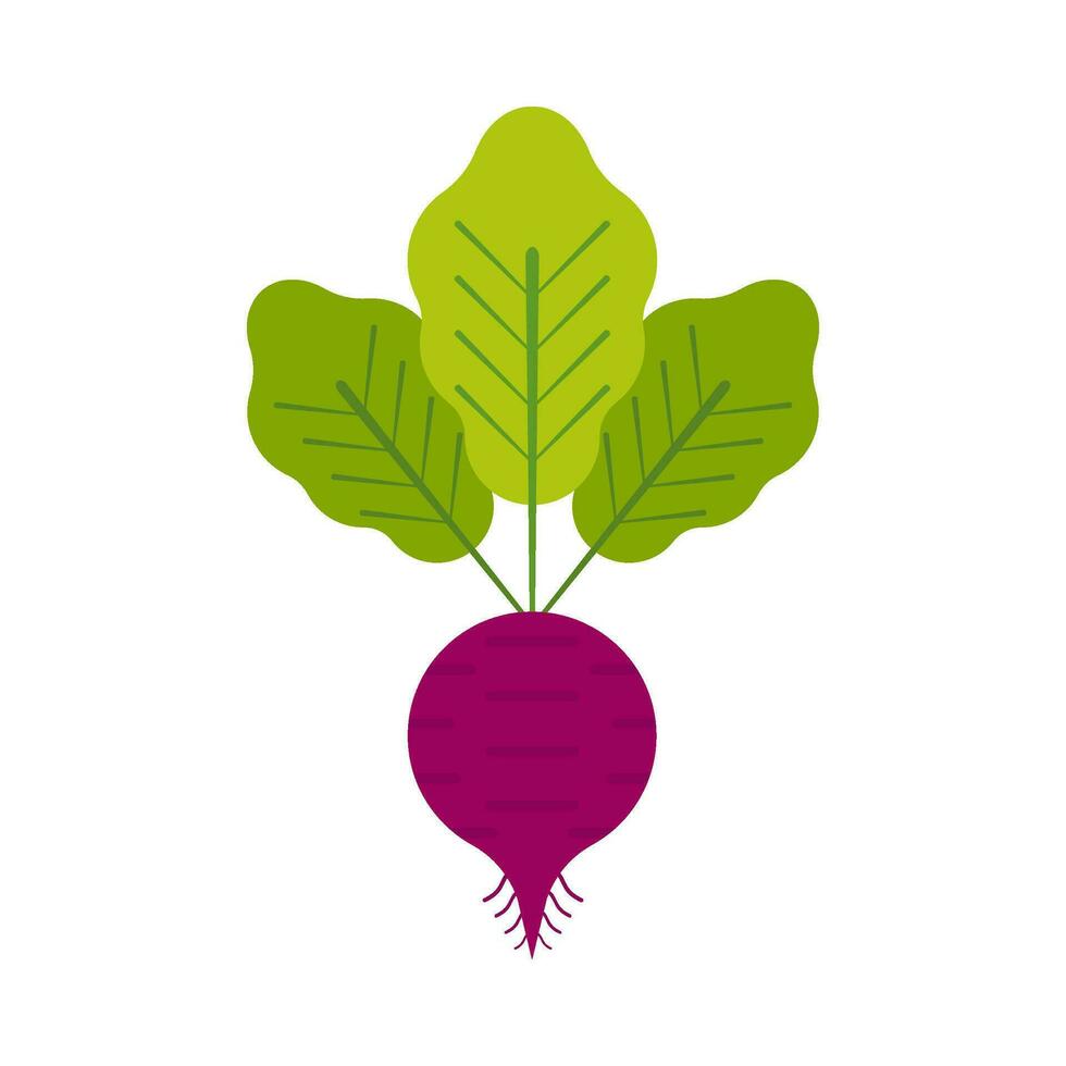 rábano vegetal planta plano ilustración vector