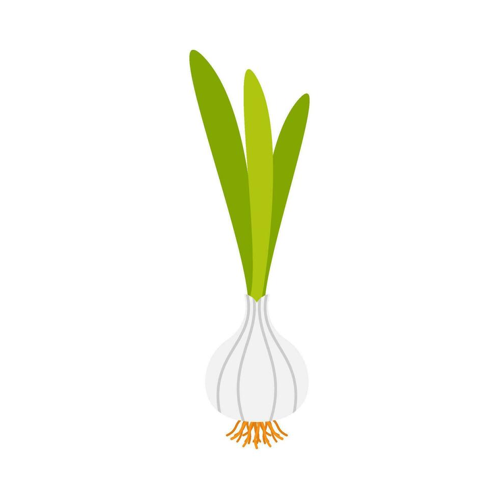 cebolla vegetal planta plano ilustración vector