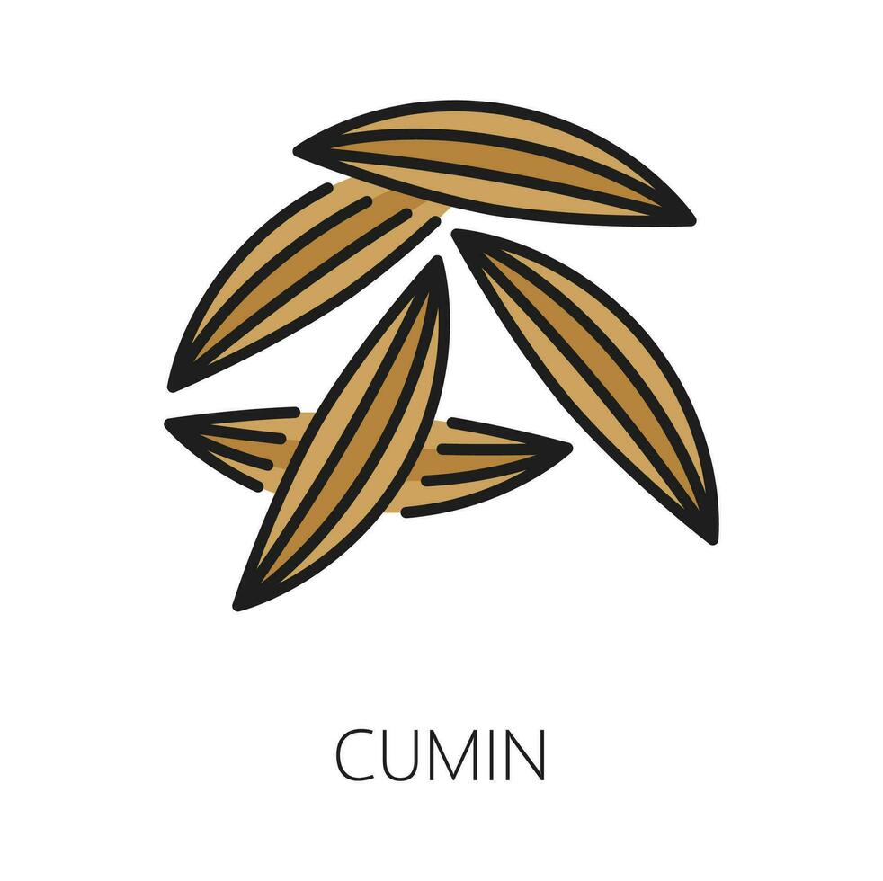 Cumin or caraway seeds, culinary herb seasoning vector