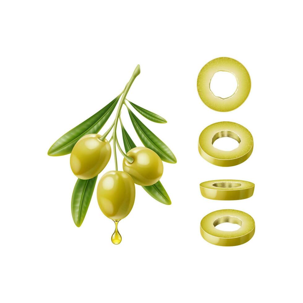 Realistic olive branch and green slices, 3d vector