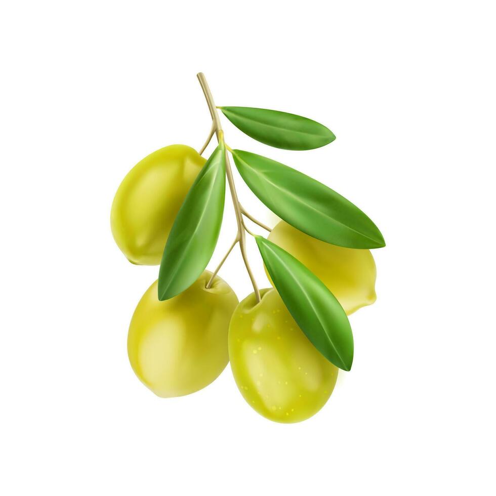 Realistic isolated green olives branch with leaves vector