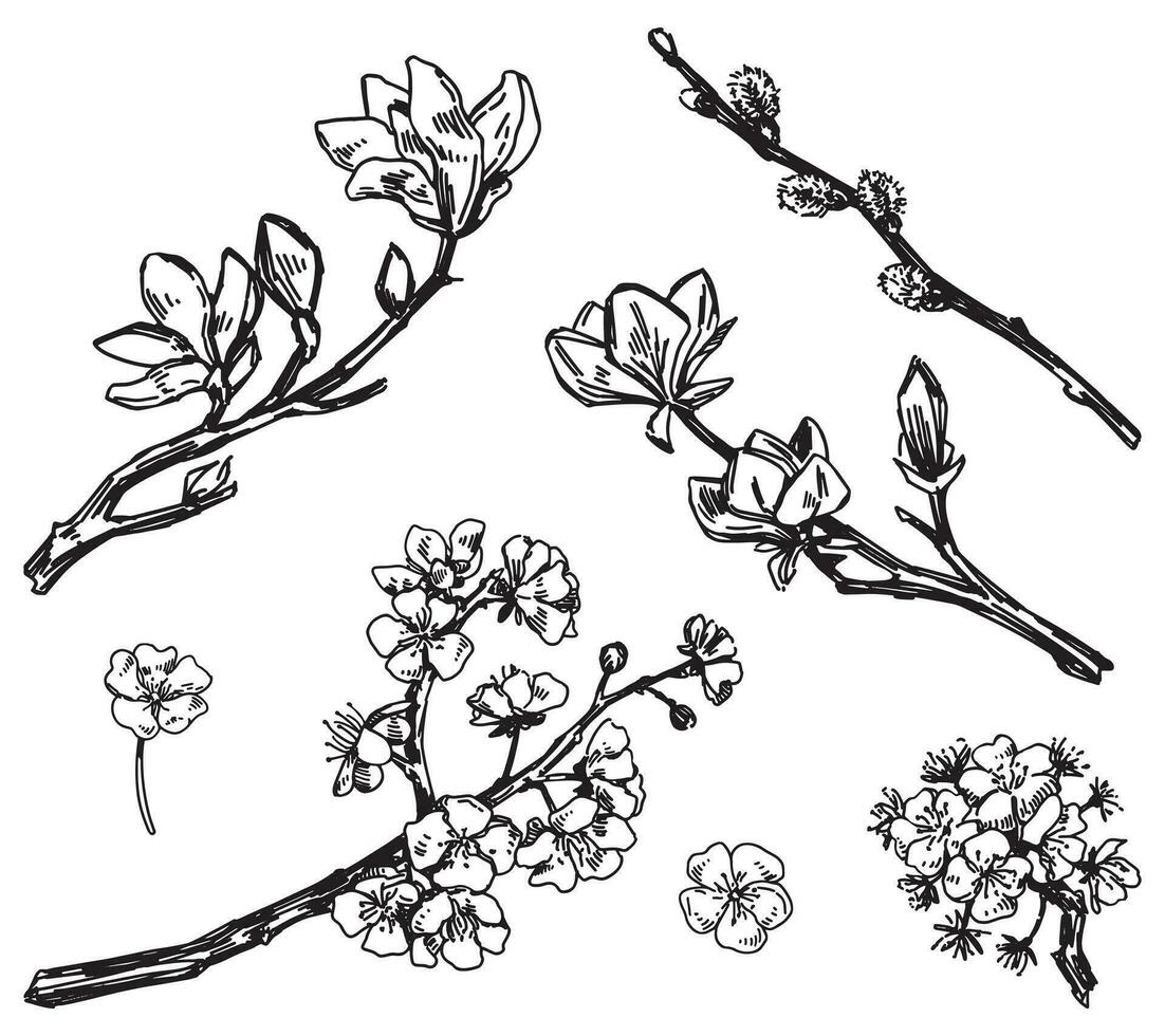 Spring botanical sketches set. Blooming tree branches of magnolia, sakura, willow, apricot. Vector illustrations isolated on white.