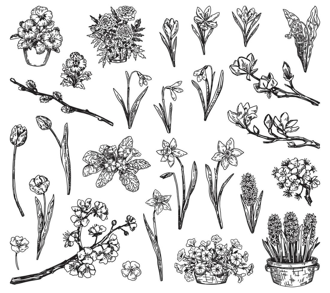 Spring botanical sketches collection. Clipart set of blooming trees branches, spring time flowers. Vector illustrations isolated on white.