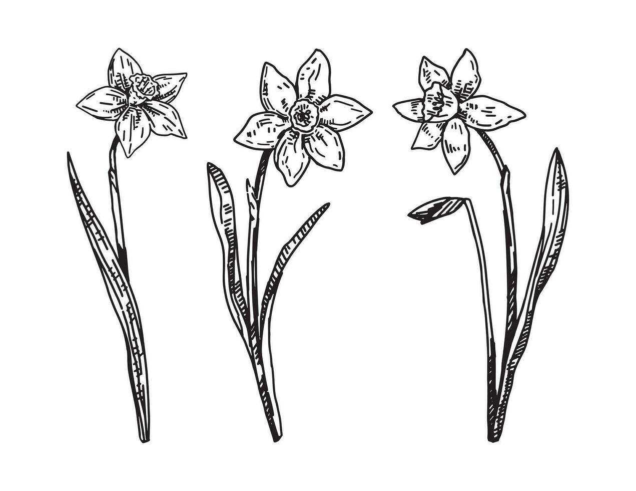 primavera hora flores recopilación. clipart conjunto de narciso bocetos mano dibujado vector ilustración aislado en blanco.
