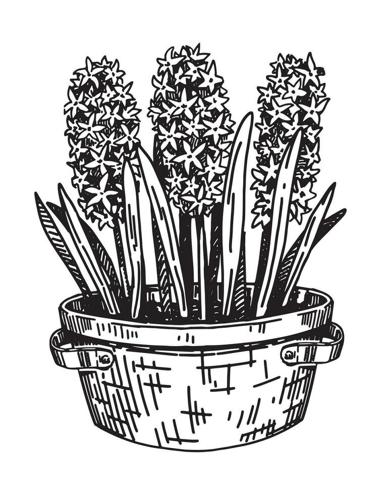 Sketch of Hyacinths in a pot. Spring time flower clipart. Hand drawn vector illustration isolated on white background.