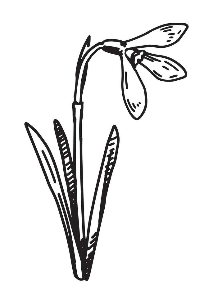 Snowdrop sketch. Spring time flower clipart. Hand drawn vector illustration isolated on white background.