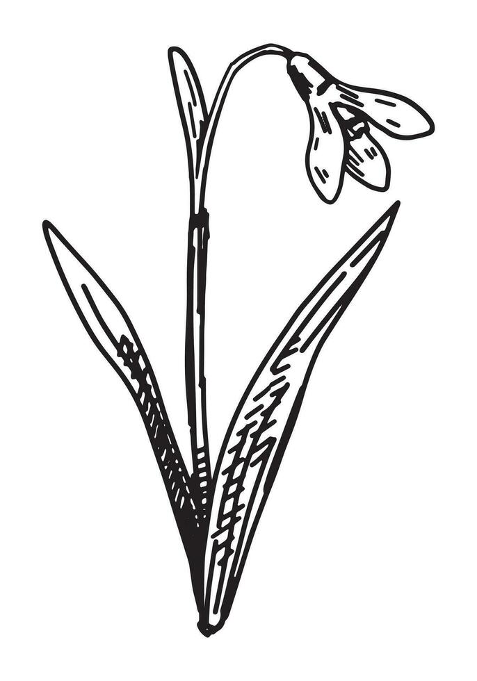 Snowdrop sketch. Spring time flower clipart. Hand drawn vector illustration isolated on white background.