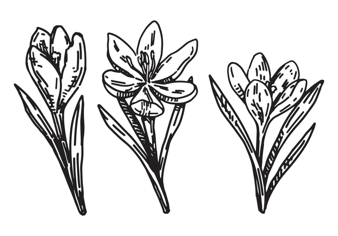 Spring time flowers collection. Clipart set of crocus sketches. Hand drawn vector illustration isolated on white.