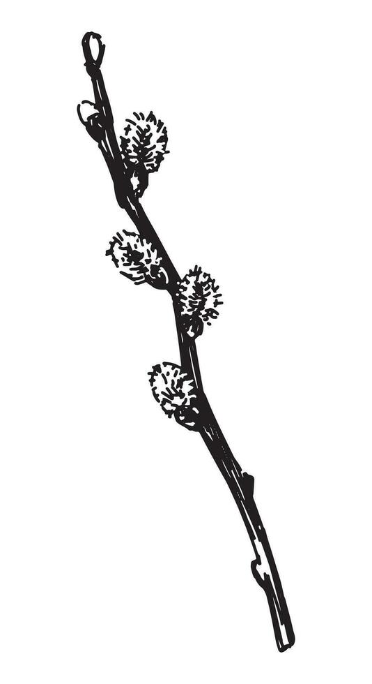 Pussy willow twig sketch. Spring time blooming tree branch clipart. Hand drawn vector illustration isolated on white background.