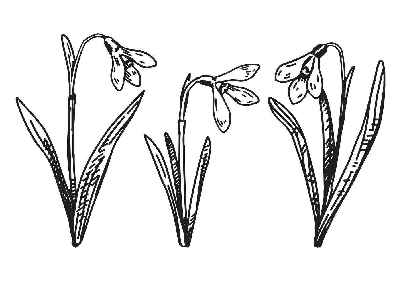 Spring time flowers collection. Clipart set of snowdrops sketches. Hand drawn vector illustration isolated on white.
