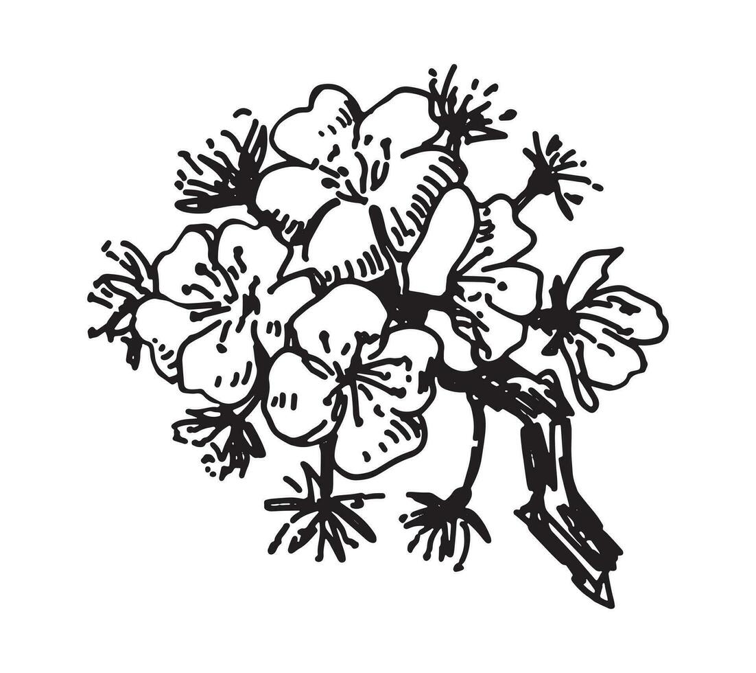 Apricot blooming twig sketch. Spring time tree branch clipart. Hand drawn vector illustration isolated on white background.