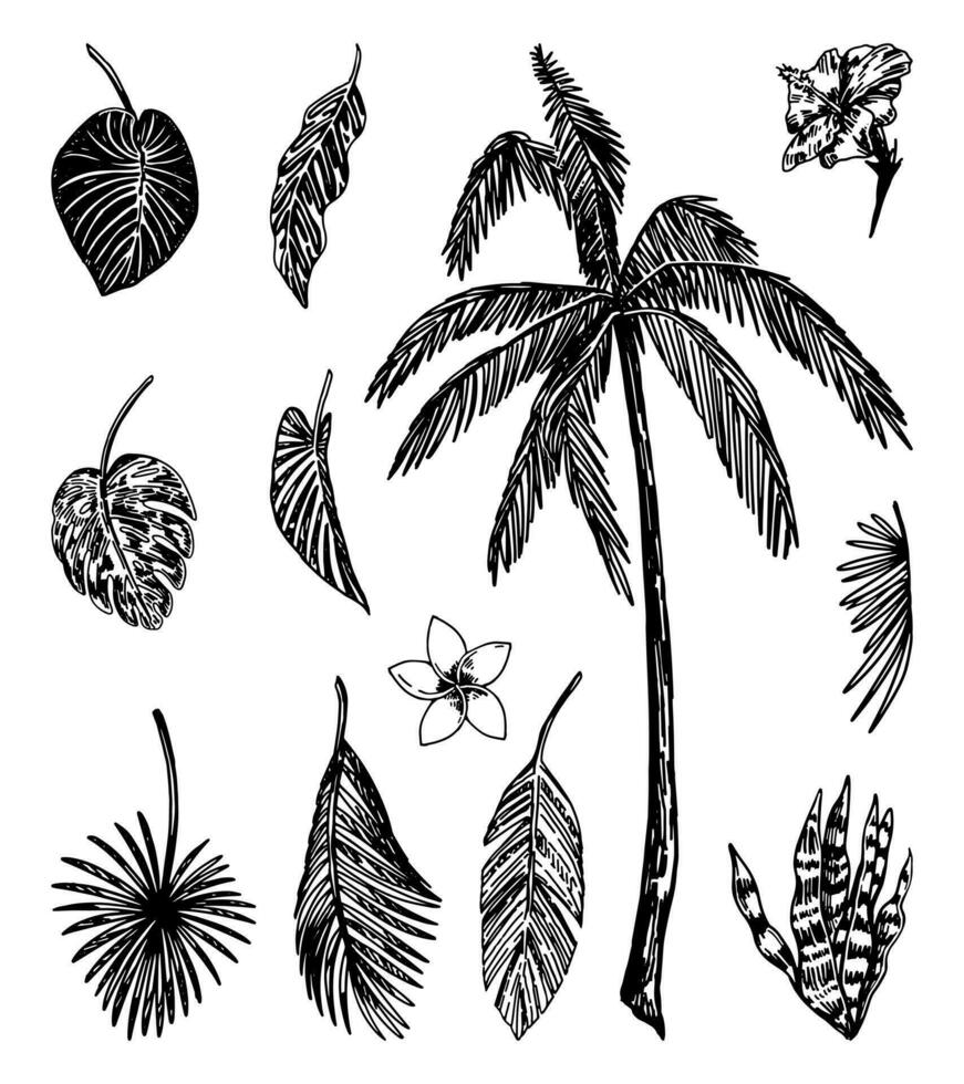 Tropical flora sketches collection. Drawings set of exotic leaves, palm, flowers. Hand drawn vector illustrations. Cliparts isolated on white.