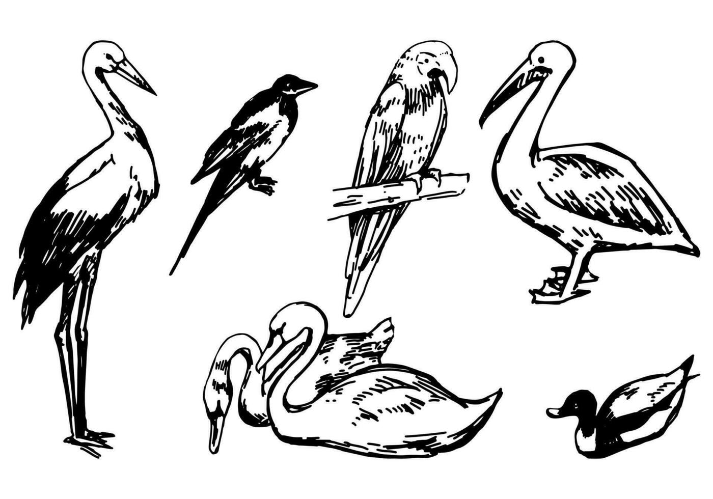 Birds doodles collection. Retro sketches set of stork, magpie, swans, duck, parrot, pelican. Hand drawn vector illustrations. Engraved style cliparts isolated on white.