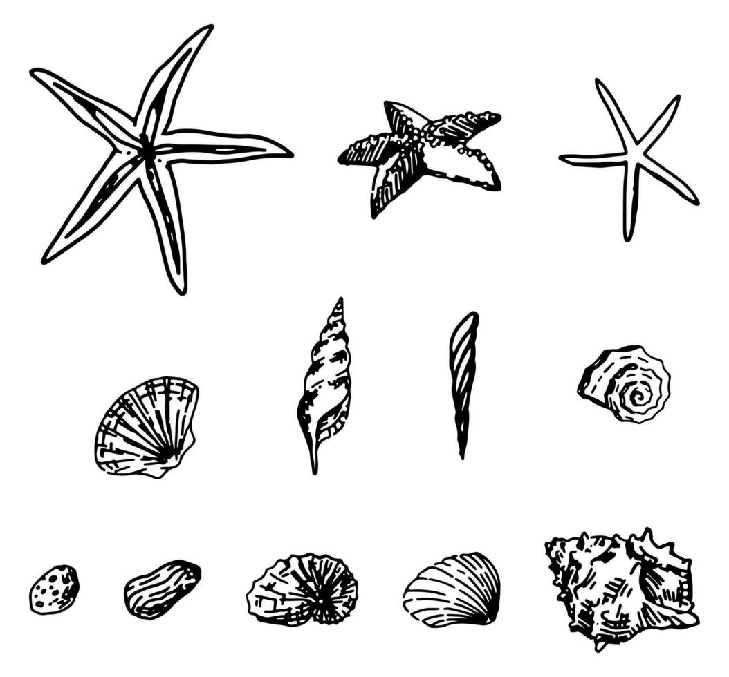 Seashells sketches collection. Retro drawings set of mollusk shells, starfish. Hand drawn vector illustrations. Engraved style cliparts isolated on white.