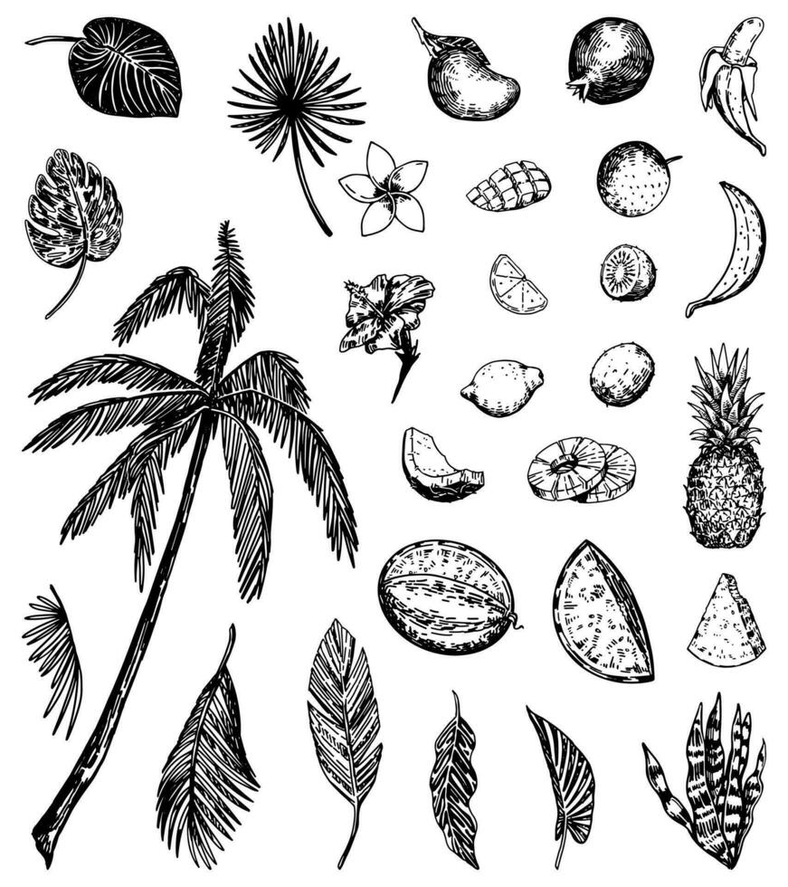 Tropical nature sketches collection. Drawings set of exotic leaves, palm, flowers, fruits. Hand drawn vector illustrations. Cliparts isolated on white.