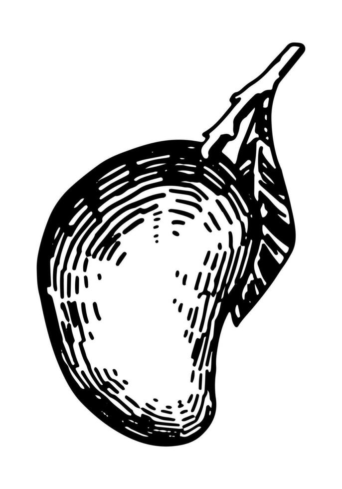 Mango fruit sketch clipart. Fresh exotic fruit doodle isolated on white. Hand drawn vector illustration in engraving style.