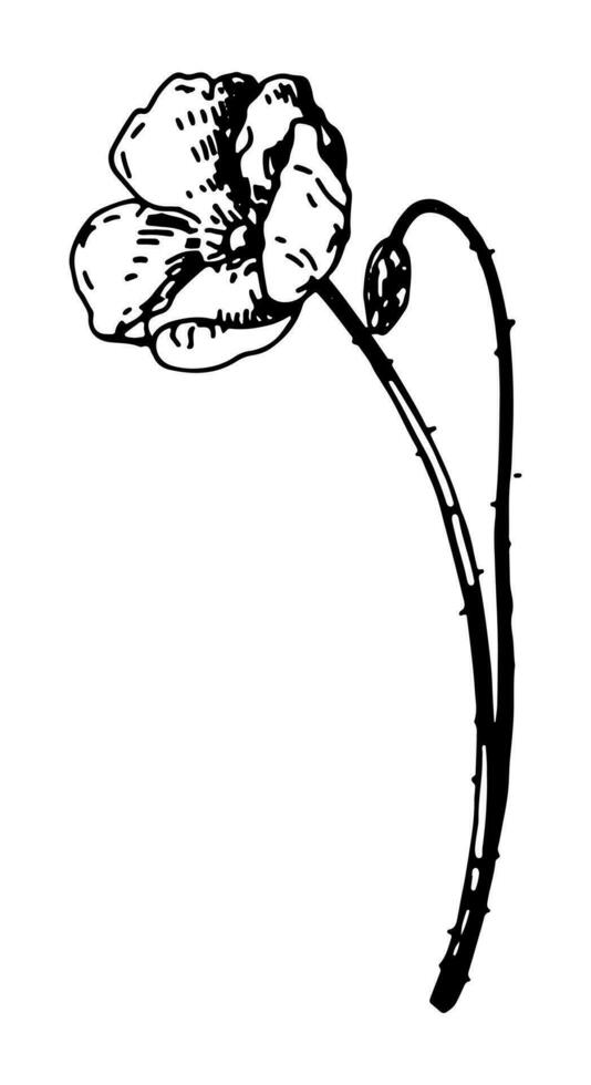 manzanilla clipart. verano flor silvestre bosquejo. mano dibujado vector botánica ilustración. grabado estilo garabatear aislado en blanco.