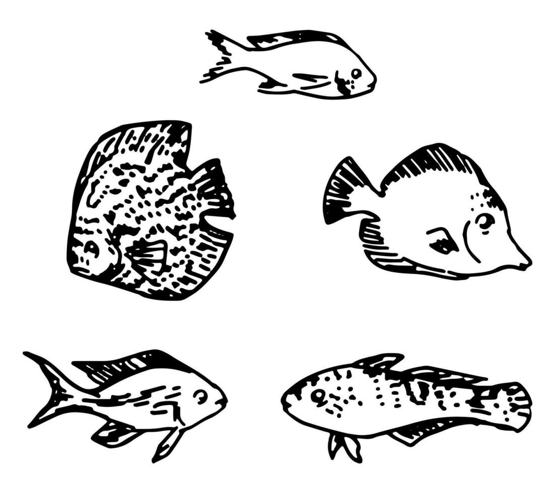 Doodles of exotic fish. Tropical fauna sketches collection. Hand drawn vector illustrations. Cliparts set isolated on white.