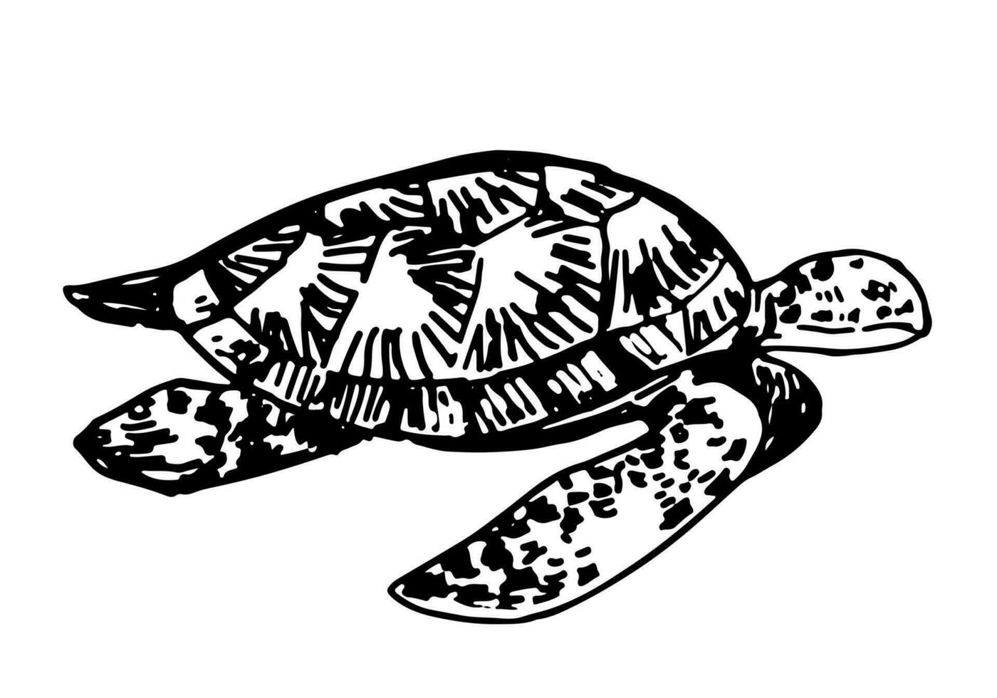 Sea turtle clipart. Single doodle of underwater animal isolated on white. Hand drawn vector illustration in engraving style.