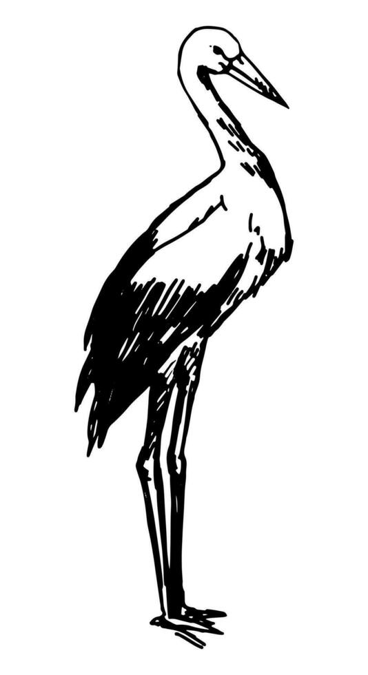 Stork bird clipart. Single doodle of wild animal isolated on white. Hand drawn vector illustration in engraving style.