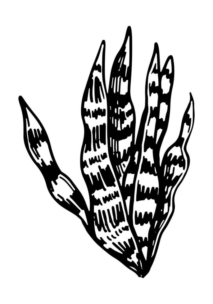 Sansevieria zeylanica clipart. Tropical flora doodle sketch. Hand drawn vector botany illustration. Engraving style doodle isolated on white.
