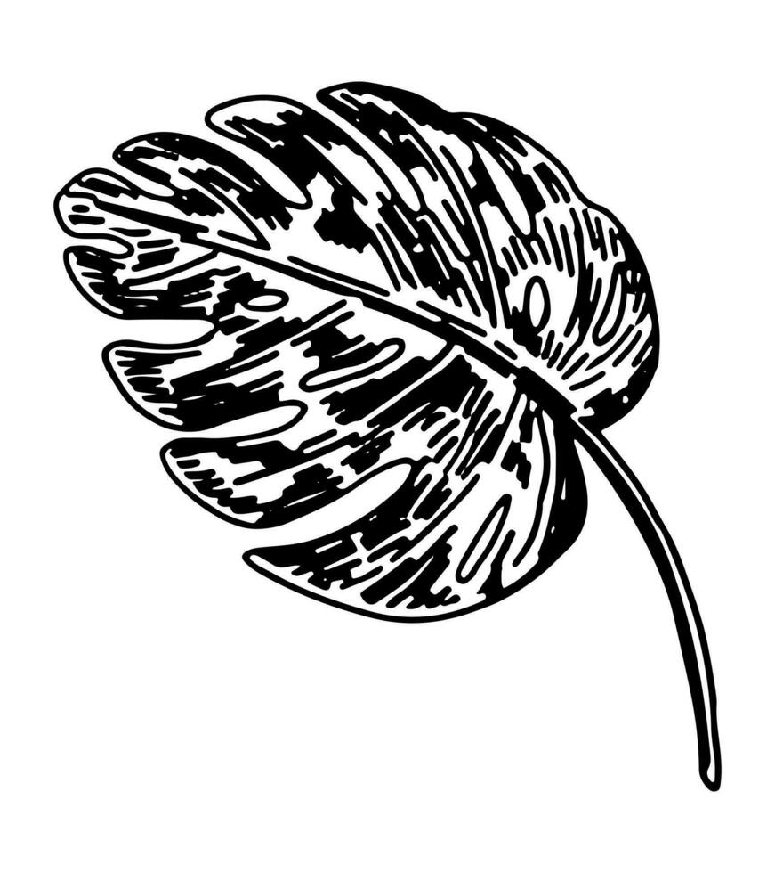 Monstera leaf clipart. Tropical flora doodle sketch. Hand drawn vector botany illustration. Engraving style doodle isolated on white.