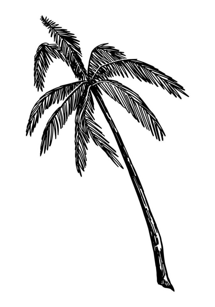 Palm tree clipart. Tropical floral doodle sketch. Hand drawn vector botany illustration. Engraving style doodle isolated on white.
