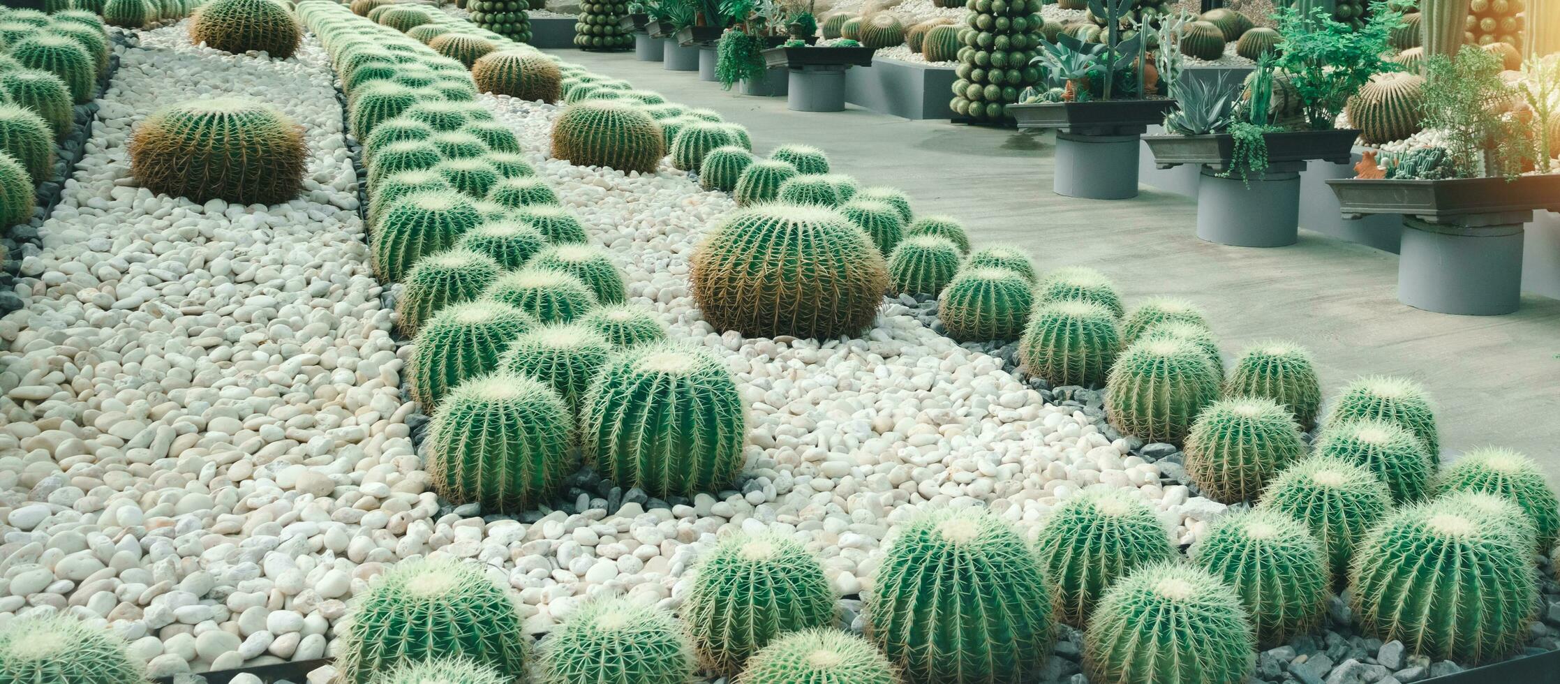 Panorama of various cacti and other succulents in botanic garden photo