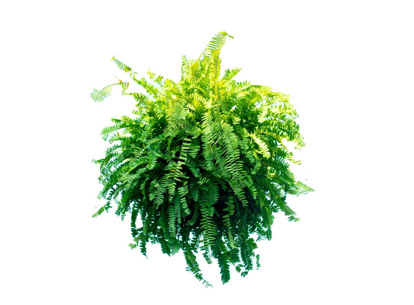 Tropical plant stone rock fern bush tree isolated on white background photo