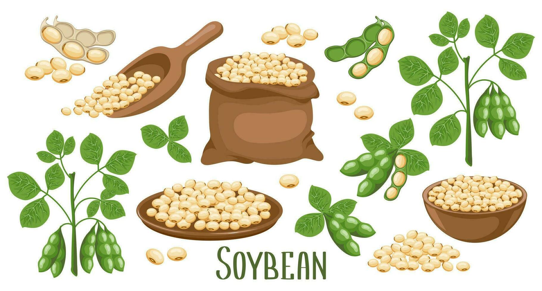 Set of soybeans. Soybean plant, soybeans in pods, in a canvas bag, bowl and wooden spoon. Food, agriculture. Illustration, vector