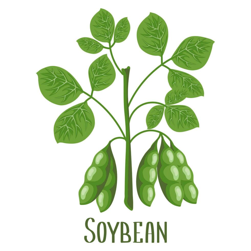 Soybeans. Soybean plant with soybeans in pods. Food, agriculture