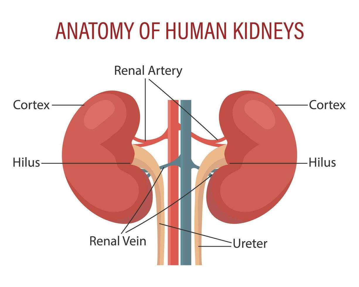 anatomía de el humano riñón. urinario sistema. médico infografía bandera, ilustración, vector