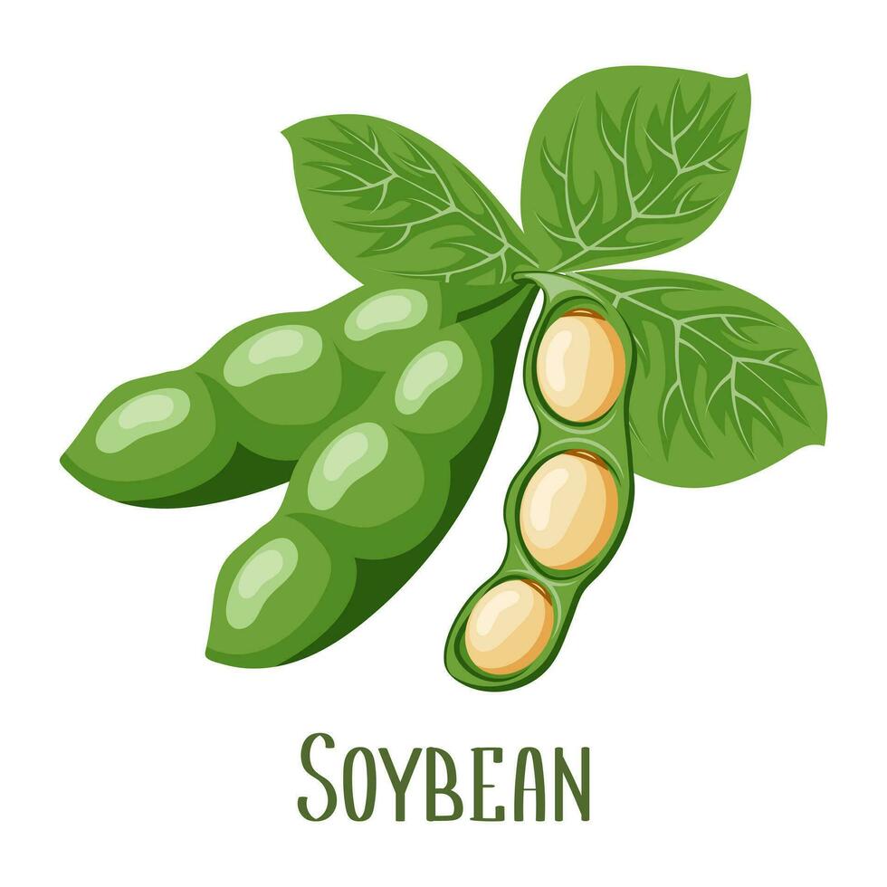 Soya beans. Soybeans in pods. Food, legumes, agriculture. Illustration, vector