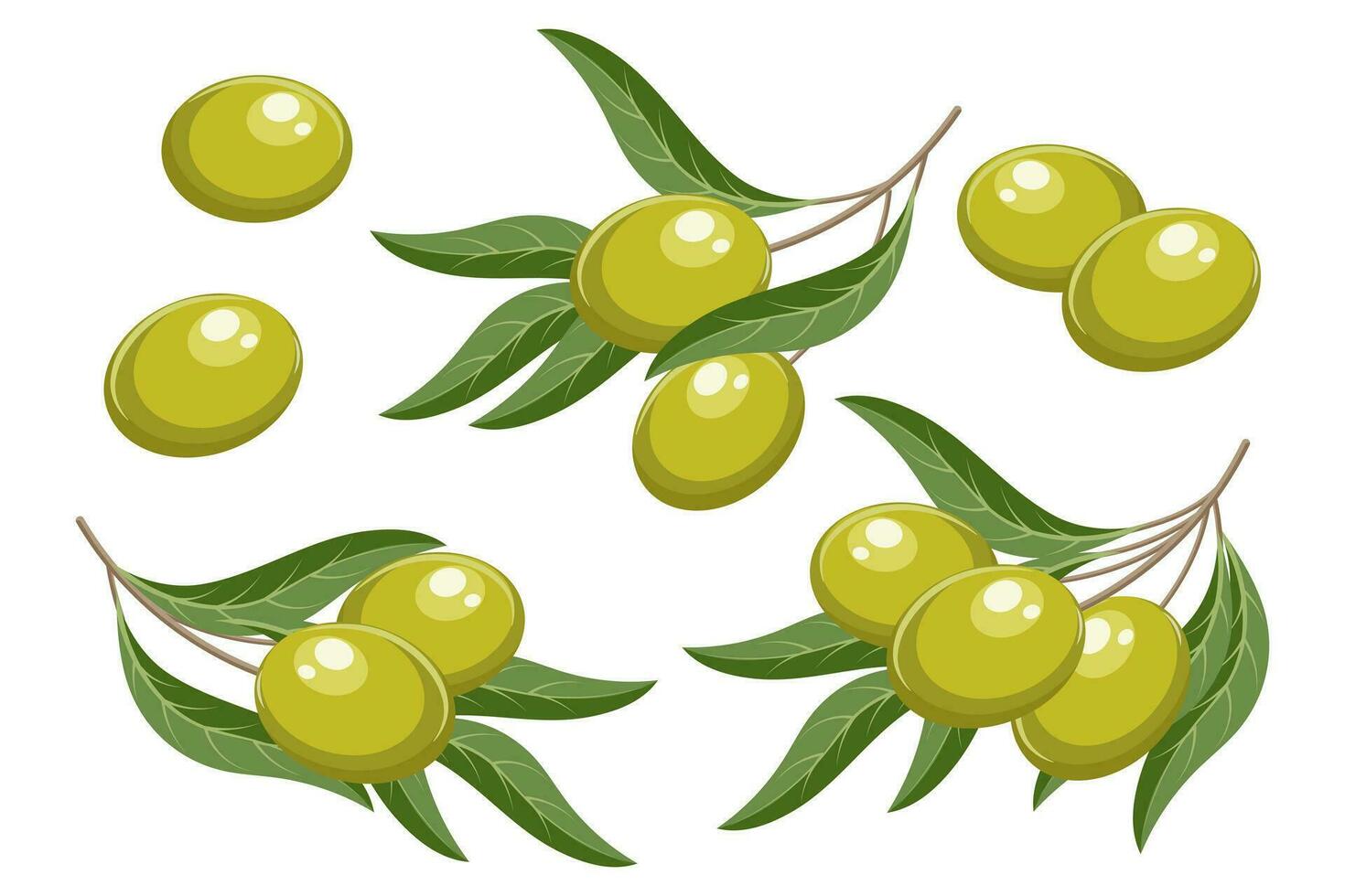 Set of twigs with green olives and leaves. Illustration, decorative elements, vector