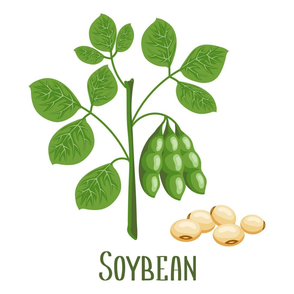 Soybeans. Soybean plant with soybeans in pods. Food, agriculture. Illustration, vector